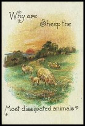 49 Why are sheep the most dissipated animals